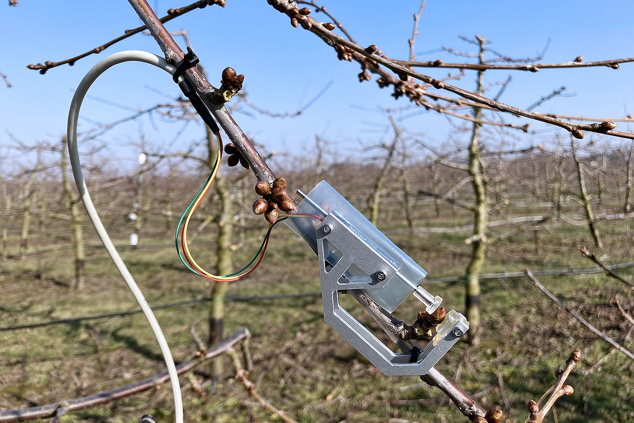 Am IMMS entwickelter Sensor zur Messung des Knospenwachstums an einem Kirschbaum. In EXPRESS.smart wird aus der Knospengröße das Entwicklungsstadium der Knospe und damit das Risiko für Frostschäden ermittelt. Foto: IMMS. Kabel mit Metallbügel, in den eine Knospe an einem Baum eingespannt ist.