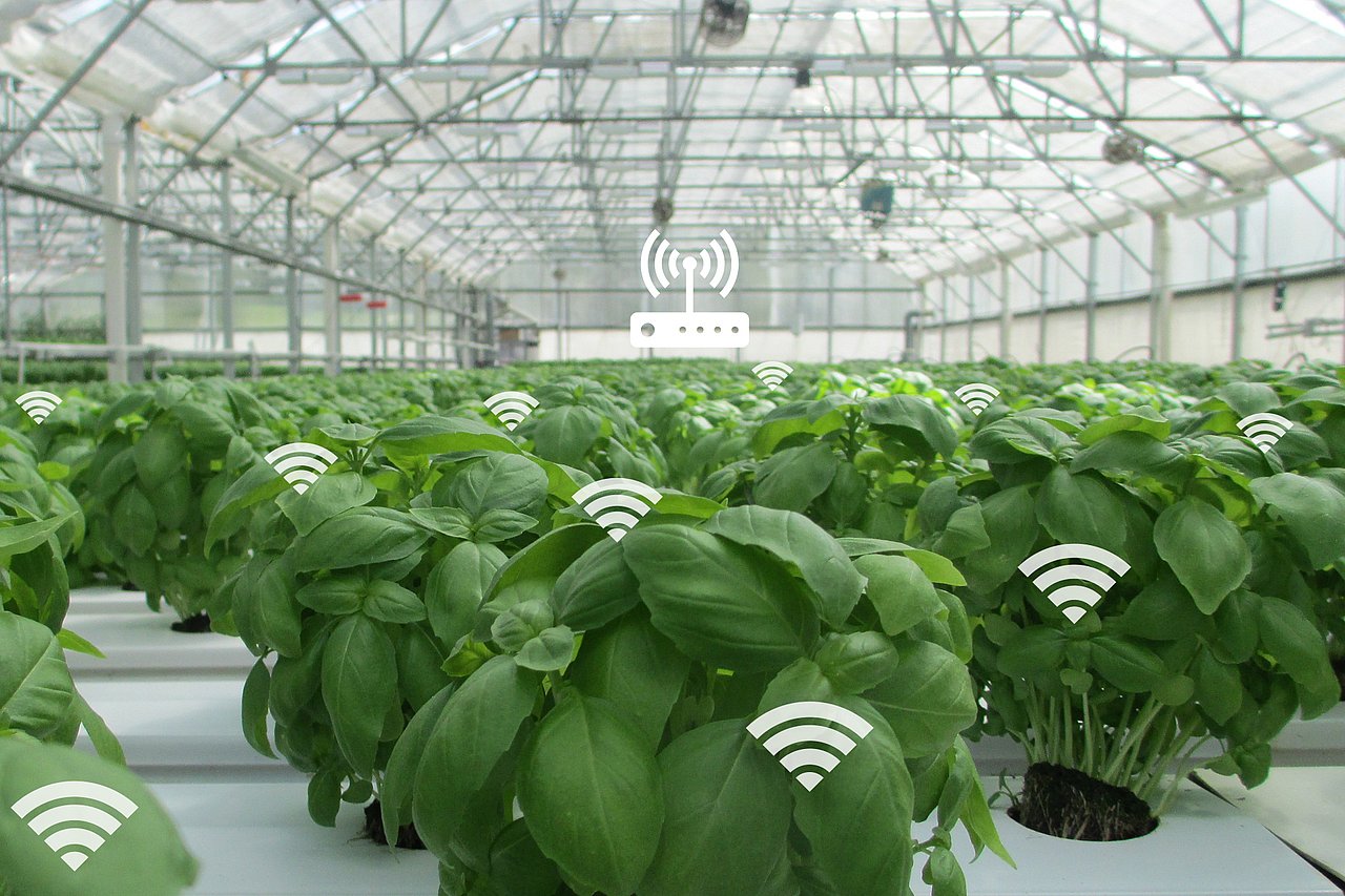 Monitoring-Aufgaben mit Sensor-Chips wie vom IMMS werden wegen des Klimawandels auch in der Landwirtschaft wichtiger, z.B. um knappes Wasser optimal einzusetzen. Foto: IMMS. Ein Gewächshaus voller Basilikum-Pflanzen, darüber grafisch angedeutete Funksensor-Chips sowie eine Leseeinheit.