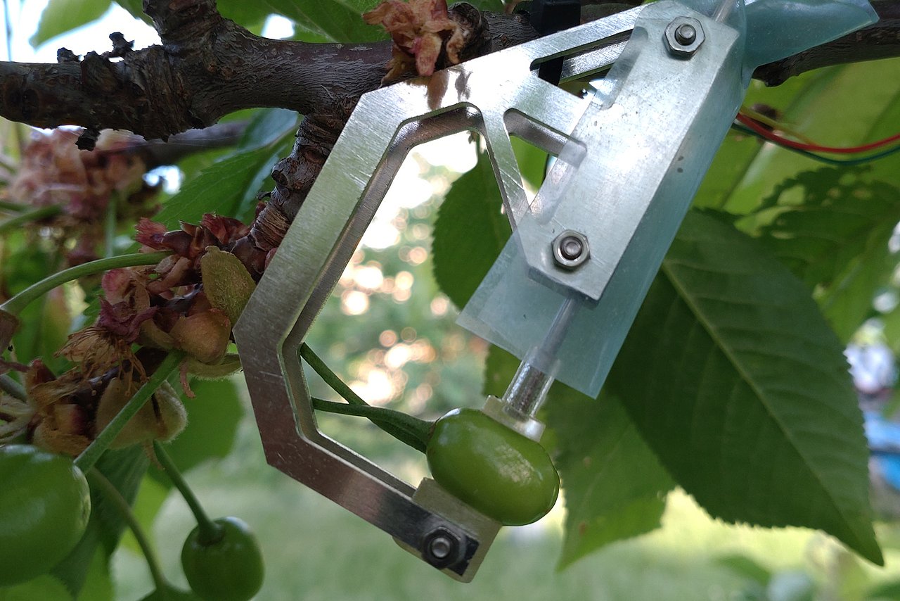 Unripe cherry on the tree, clutched by a metal construction. 