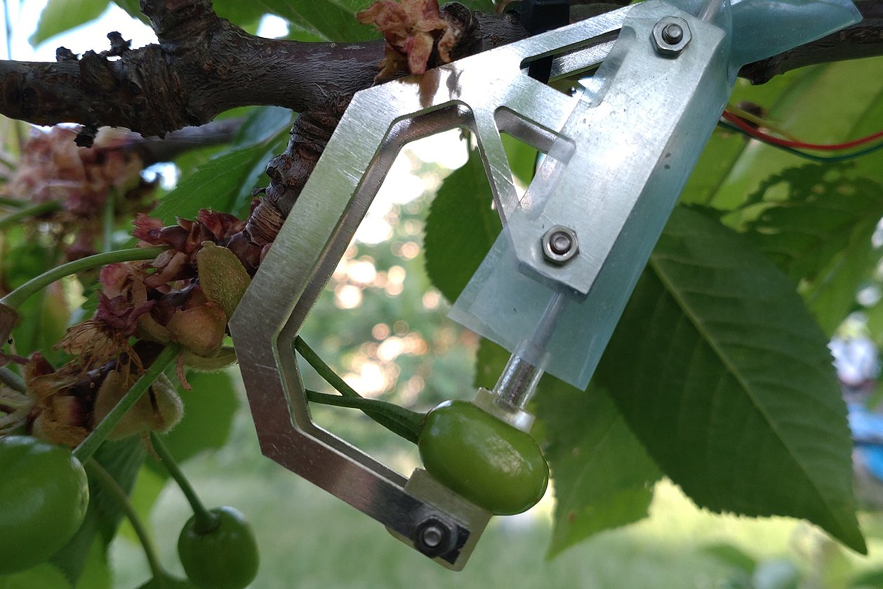 Unreife Kirsche am Baum, die von einer Metallkonstruktion umklammert wird.