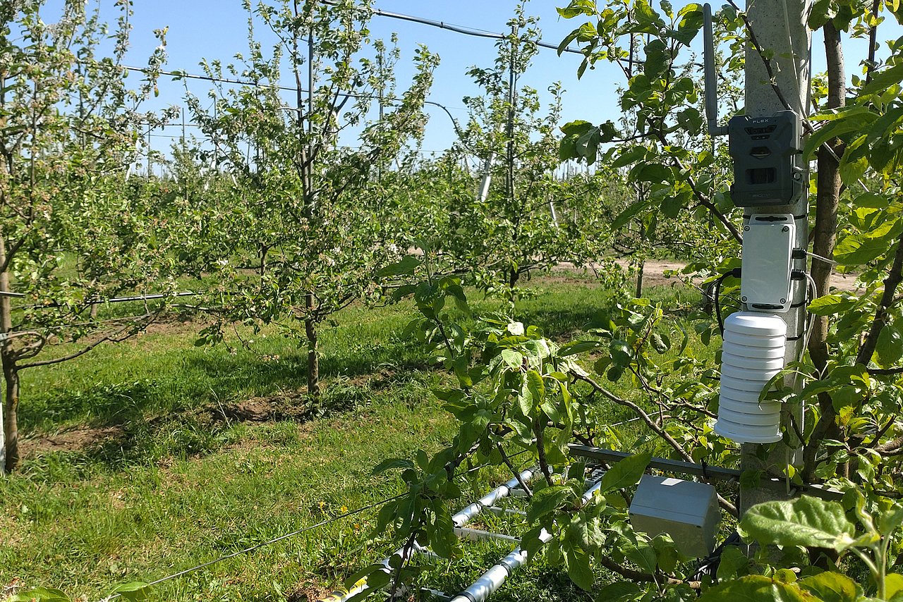 Fruit orchard. Sensor technology is installed in three small weatherproof housings on the tree in the foreground, with a small box above it – the wildlife camera. Photograph: IMMS.
