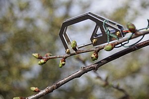 Knospendendrometer (Metallklammer mit Kabeln) in einem Obstbaum.