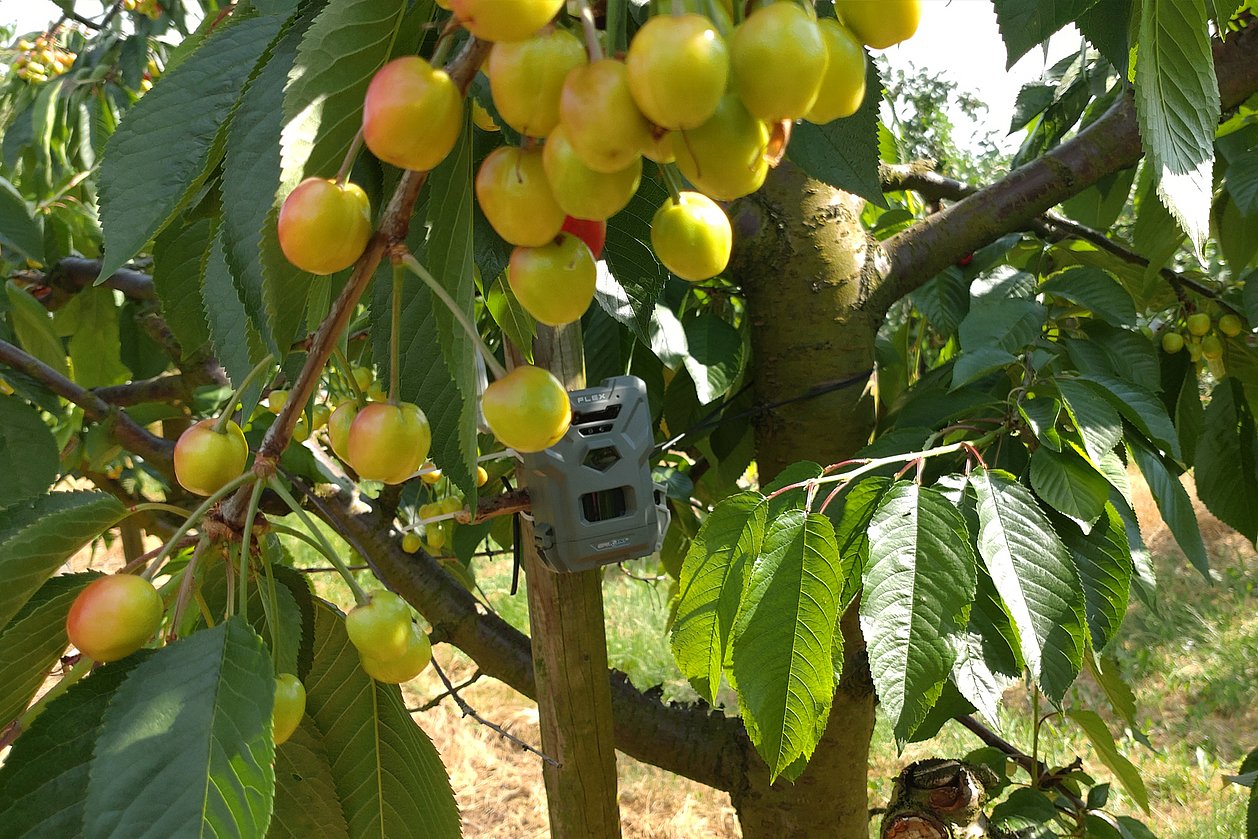 Wildlife camera in a cherry tree.