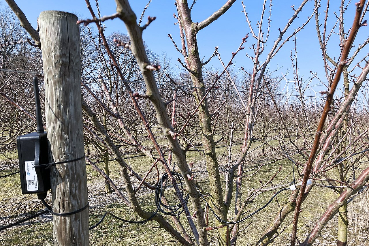 Funkbasierte Messung der Temperatur an Obstbäumen. In EXPRESS.smart werden viele solcher Messpunkte auf einer Obstanbaufläche installiert und damit die spezifische klimatische Charakteristik ermittelt. Foto: IMMS. Blätterlose Bäume, im Vordergrund ein Holzpfahl mit einem Kunststoffkasten mit Antenne und einem Kabel Richtung Baum.
