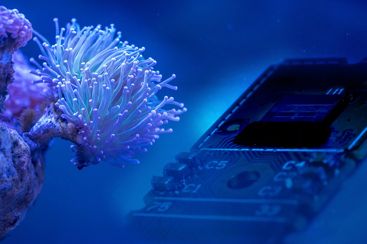 Der Diagnostik-Chip des IMMS nutzt das gleiche Prinzip wie Korallen bei ihrer Lichtantwort auf blaues oder violettes Leuchten. Der Chip kann helfen, Krankheiten schnell zu erkennen. Foto: IMMS (Chip auf Platine), Егор Камелев (Koralle). Eine leuchtende Koralle, daneben eine stark vergrößerte Leiterplatte mit einem Chip.