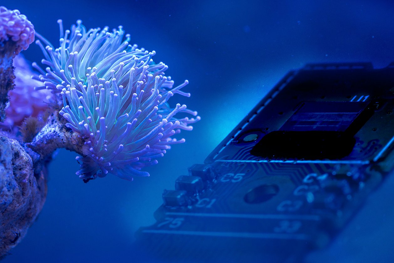 Eine leuchtende Koralle, daneben eine stark vergrößerte Leiterplatte mit einem Chip. 