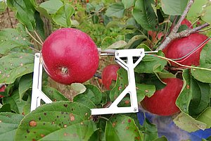 Fruchtdendrometer (in einer Metallkonstruktion eingespannter reifer Apfel) an einem Baum.