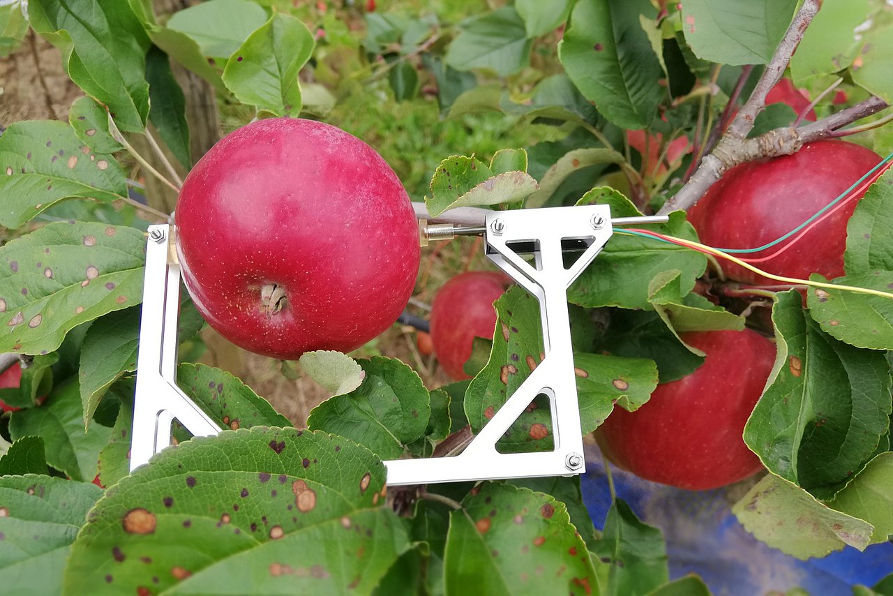 Fruchtdendrometer (in einer Metallkonstruktion eingespannter reifer Apfel) an einem Baum.